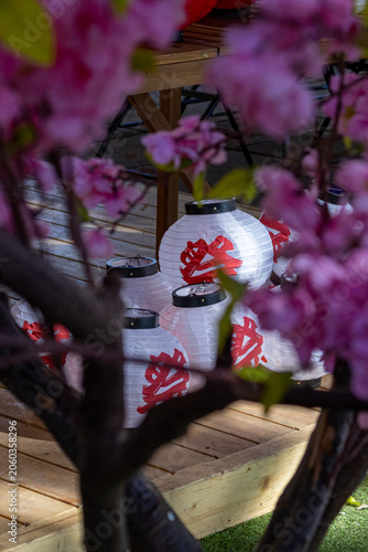 Japanese Festival Lanterns White Paper Lanterns Framed by Sakura Blossoms Traditional Matsuri Display