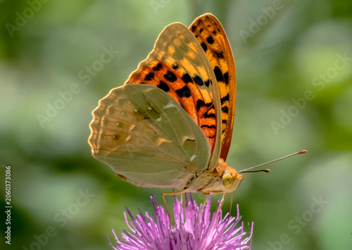 Cardinal fritillary butterfly (Argynnis pandora) feeding on a purple thistle flower