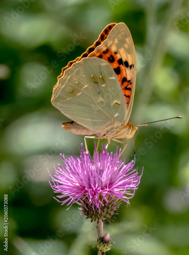 Cardinal fritillary butterfly (Argynnis pandora) feeding on a purple thistle flower
