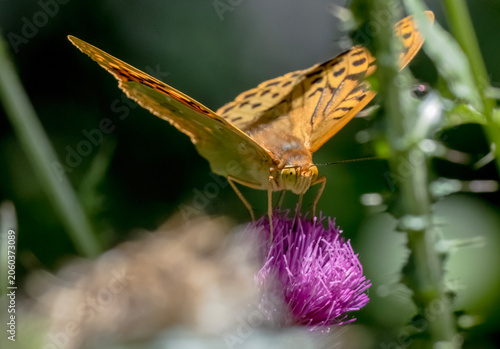Cardinal fritillary butterfly (Argynnis pandora) feeding on a purple thistle flower