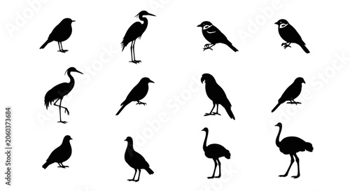 Photography Black silhouettes of various birds on white background