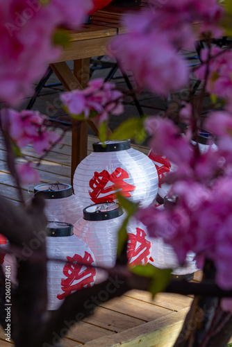 Japanese Festival Lanterns White Paper Lanterns Framed by Sakura Blossoms Traditional Matsuri Display