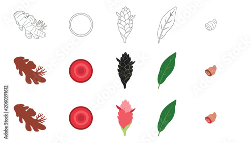 Canvastavla Botanical and agricultural set displaying aromatic rhizome, sliced pieces, ginger flower, verdant leaf, and a small sprout in three distinct graphic styles