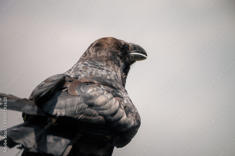 Fototapeta premium Corbeau noir en gros plan sur fond gris, château de Duras