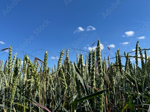 field of corn
