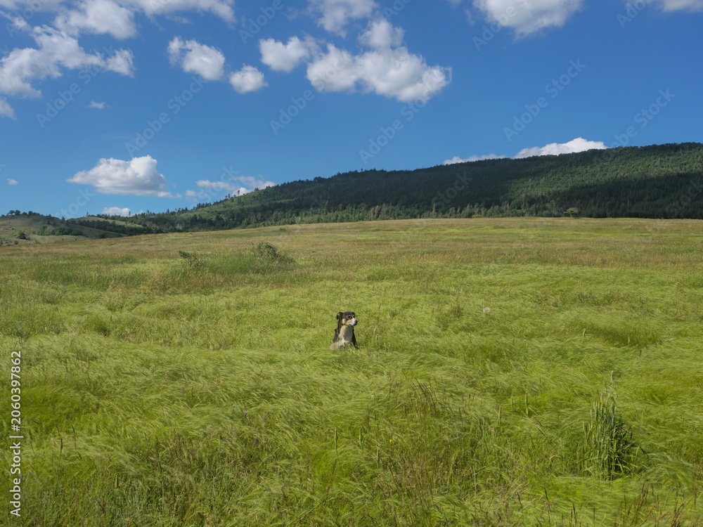 Fototapeta premium Dog sitting in tall green grass meadow with mountains