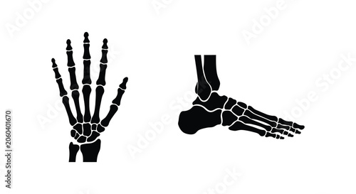 Fotografie Human hand and foot skeletal structures black silhouettes on a white background