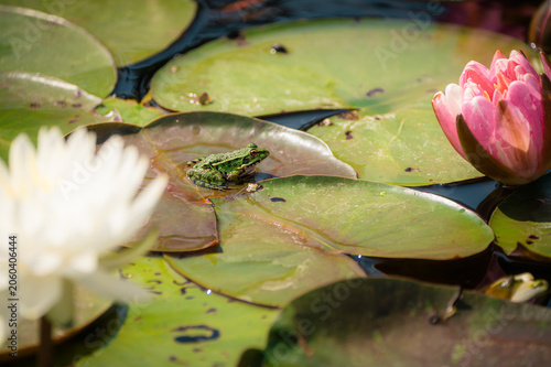 Foto Grenouille verte sur nénuphar dans un étang fleuri