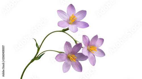 Three purple flowers with yellow centers isolated on transparent background