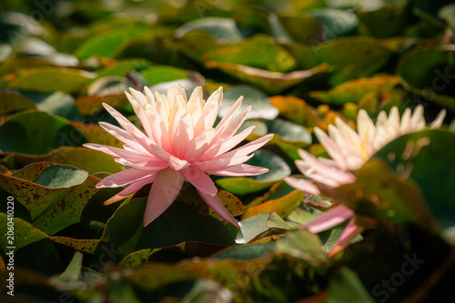 Nénuphar rose en fleur sur étang, Temple-sur-Lot