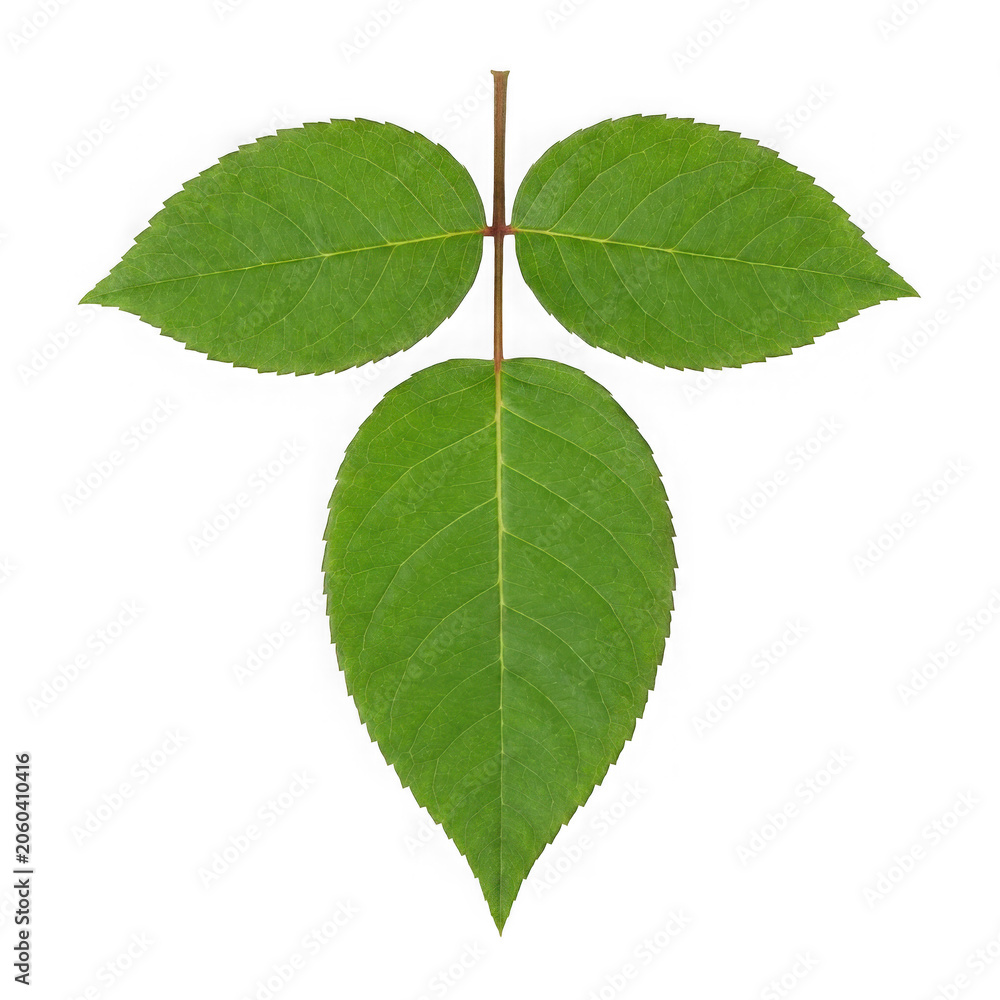 Fototapeta premium Fresh green raspberry leaf with three leaflets
