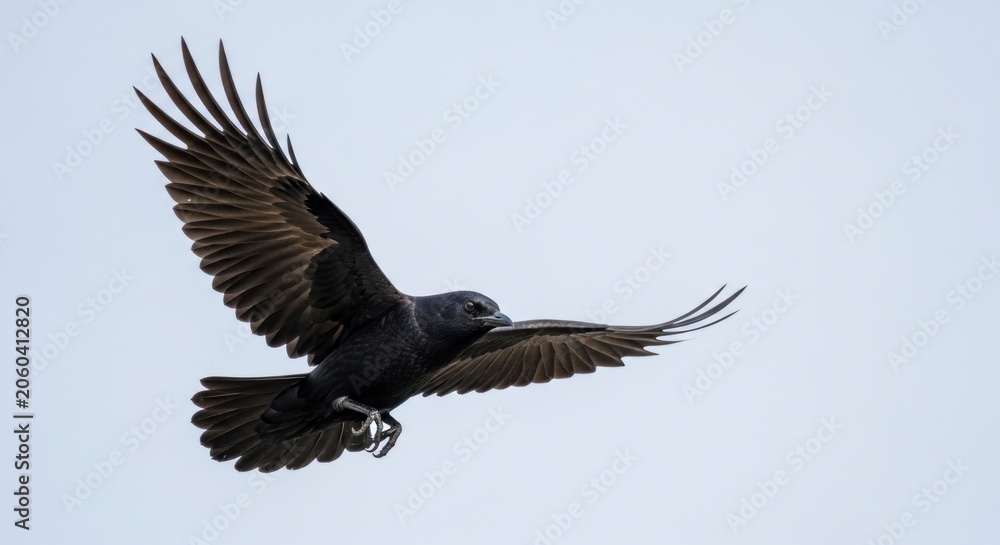 Obraz premium Common raven in flight detailed portrait of corvus corax soaring against a pale sky