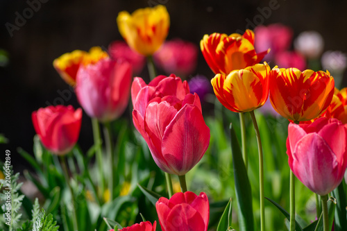 Colorful tulips Rembrandt Triumph and Darwin hybrid varieties blooming in spring garden