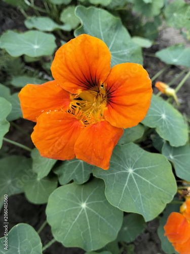 Bright orange nasturtium flower with green leaves in a garden