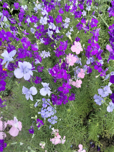 Bright purple and blue delphinium flowers in a summer garden