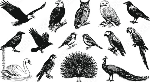 Cuadro en lienzo A collection of diverse birds rendered in a classic engraving style with intrica