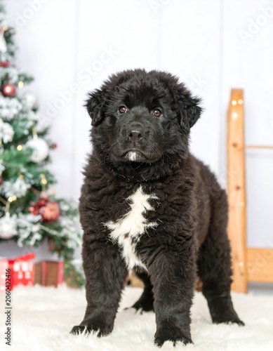 Fluffy puppy in front of Christmas tree