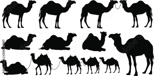 Fotografia Camel Silhouette Vector Collection Featuring Standing Sitting Walking Caravan Dr