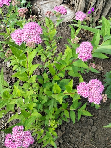 Pink spiraea flowers blooming on a bush in the garden