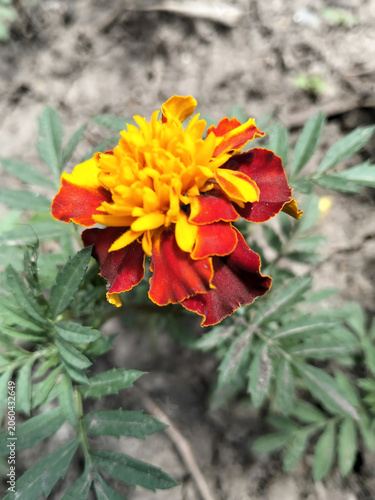 Close-up of a vibrant marigold flower in the garden