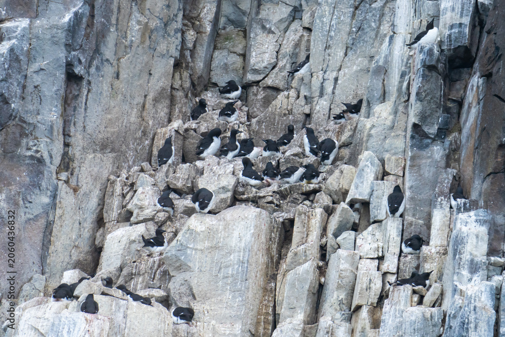 Fototapeta premium Colony of thick-billed murre (Uria lomvia) on a cliff in Diabasodden, Svalbard, Norway