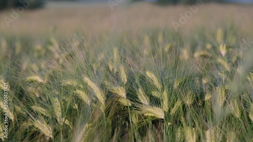 Impressionistic landscape captures harvest excitement, Autumn winds animate fields of ripening barley with energy