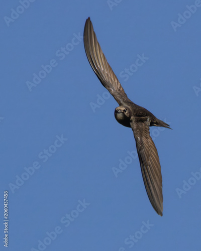 Common Swift in Flight