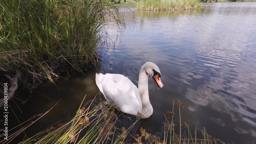 Graceful White Swan Drifts Across Gentle Ripples Amid Vibrant Green Reeds Under Bright Blue Sky