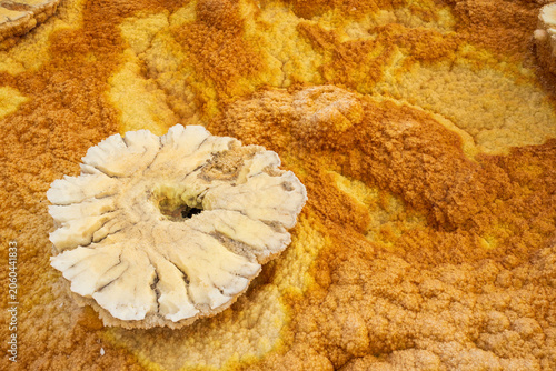 Vászonkép Flower-shaped salt formation at Dallol volcano, Danakil