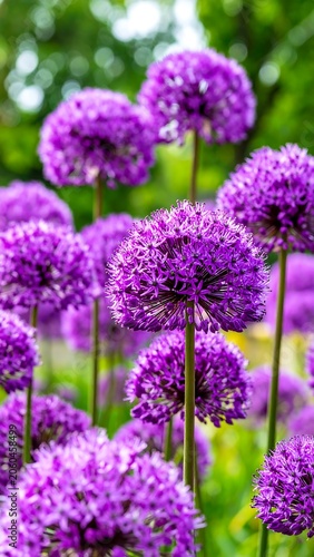 Vibrant purple allium flowers in a garden