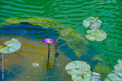 The landscape of Bok tower garden in lake wales of Florida