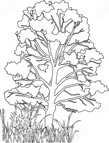Sketch of Oak tree (Quercus robur) with grass vector on transparent background