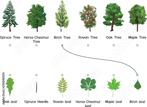 Matching game educational worksheet with tree and leaf for Spruce, Horse Chestnut, Birch, Rowan, Oak, and Maple. Colorful vector illustration