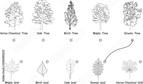 Foto Matching game educational worksheet with tree and leaf outline for Horse Chestnut, Oak, Birch, Maple, and Rowan
