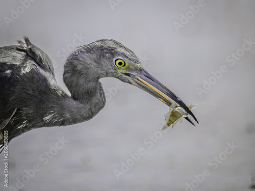 Obraz na plátne grey heron ardea cinerea