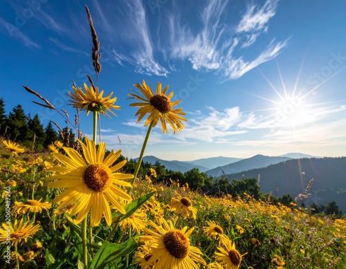 arnica flowers field in summer