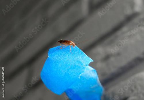 Photos The American cockroach was caught in a glue trap