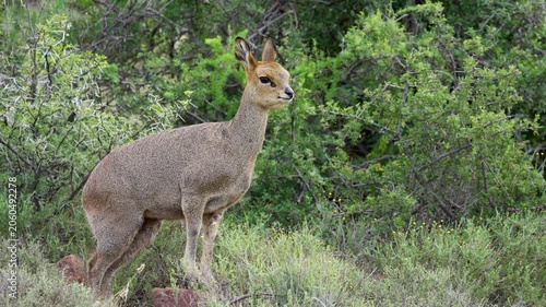 4K 30fps video of a klipspringer (Oreotragus oreotragus) chewing cud in typical Nama-Karoo habitat near Beaufort West, Western Cape, South Africa, showcasing this agile African antelope.