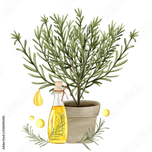Watercolor botanical composition with a potted Rosemary plant, Rosemary sprigs, essential oil bottle and decorative oil Drops. Perfekt for Natural skincare , aromatherapy , Cosmetic packaging 