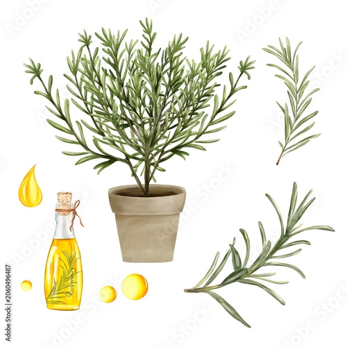 Rosemary Set with essential oil bottle, Potted Rosemary plant, sprigs and decorative oil Drops. Watercolor botanical Illustration 