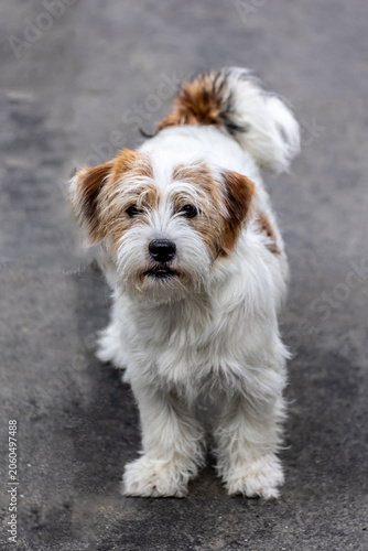 boomer puppy