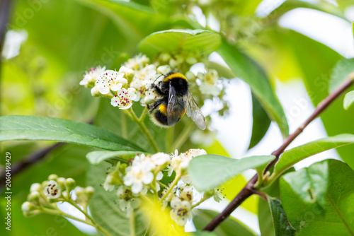 Cuadro en lienzo Bee bumblebee feeding on flower blossom of Cotoneaster Cornubia tree during summer