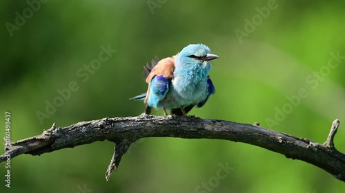 Roller bird close up ( coracias garrulus )	