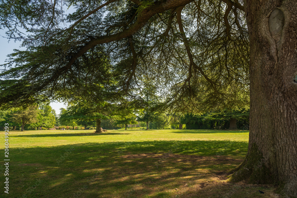 Obraz premium Wide grassy lawn with long shadows beneath a large tree, summer light filtering through branches on the Highclere Castle estate, England.