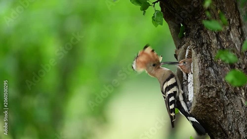 Eurasian hoopoe bird ( Upupa epops ) feeding in slow motion
