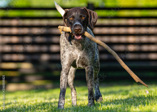 Foto german shorthaired pointer