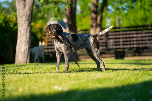 Obraz na plátně german shorthaired pointer