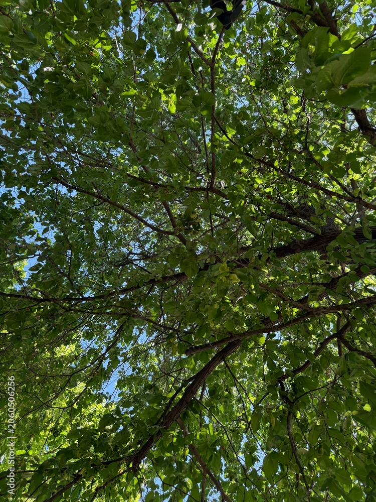Fototapeta premium Beautiful tree with green leaves growing outdoors, bottom view
