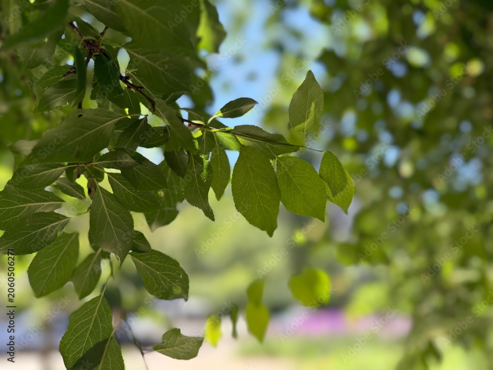 Fototapeta premium Beautiful tree with green leaves growing outdoors, closeup. Space for text