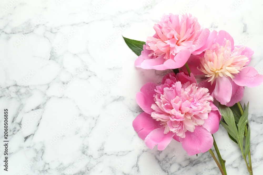 Obraz premium Beautiful pink peony flowers on white marble table, flat lay. Space for text